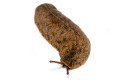 Laevicaulis sp. Nigeria adult